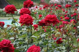Festa delle Rose 5 e 6 maggio