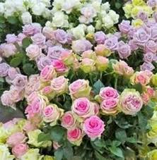 Festa delle Rose – 11 e 12 maggio