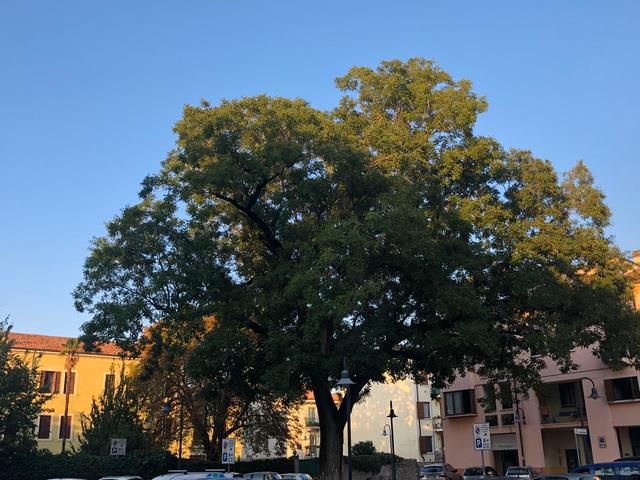 Messa in sicurezza albero monumentale in Piazzetta Danese - Divieto di parcheggio dal giorno 23 ottobre al 31 dicembre 2019