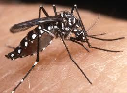 Ordinanza Sindacale 10/2019 - Misure di prevenzione alla diffusione della zanzara Tigre e Culex nel territorio comunale di Bussolengo. 